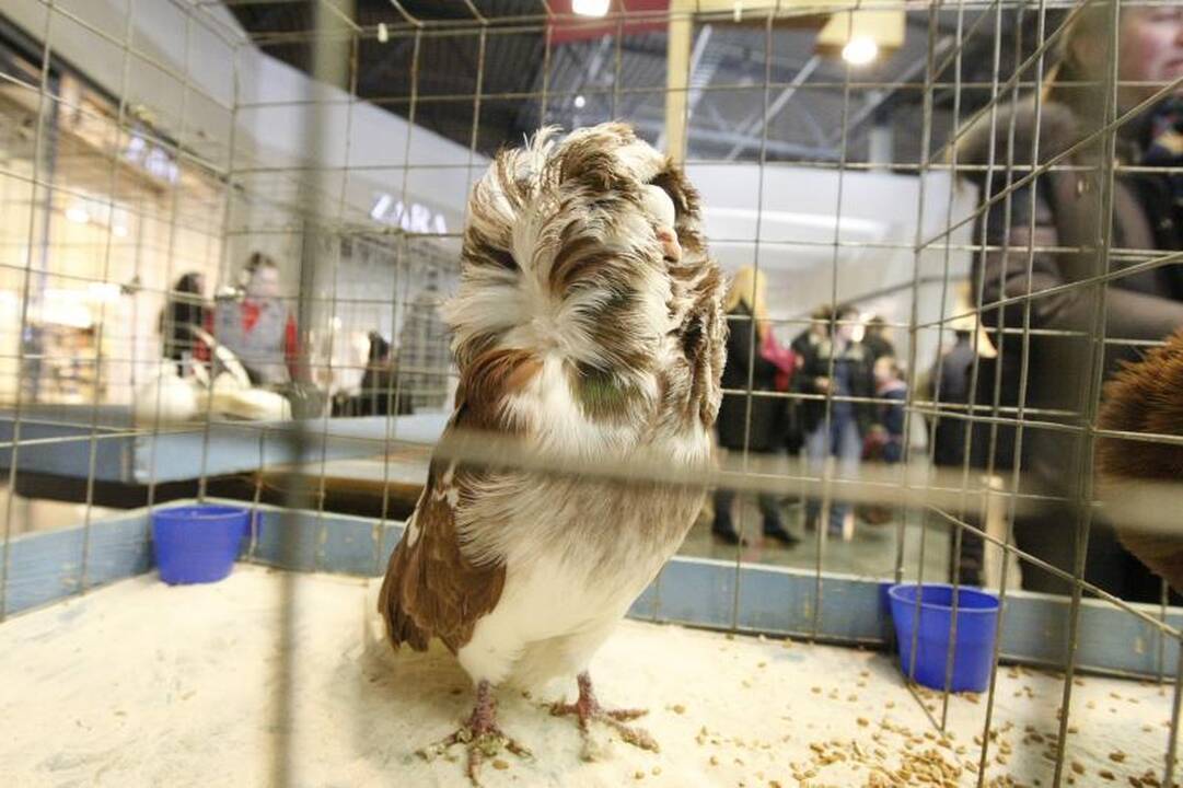 Klaipėdoje surengta dekoratyvinių balandžių paroda