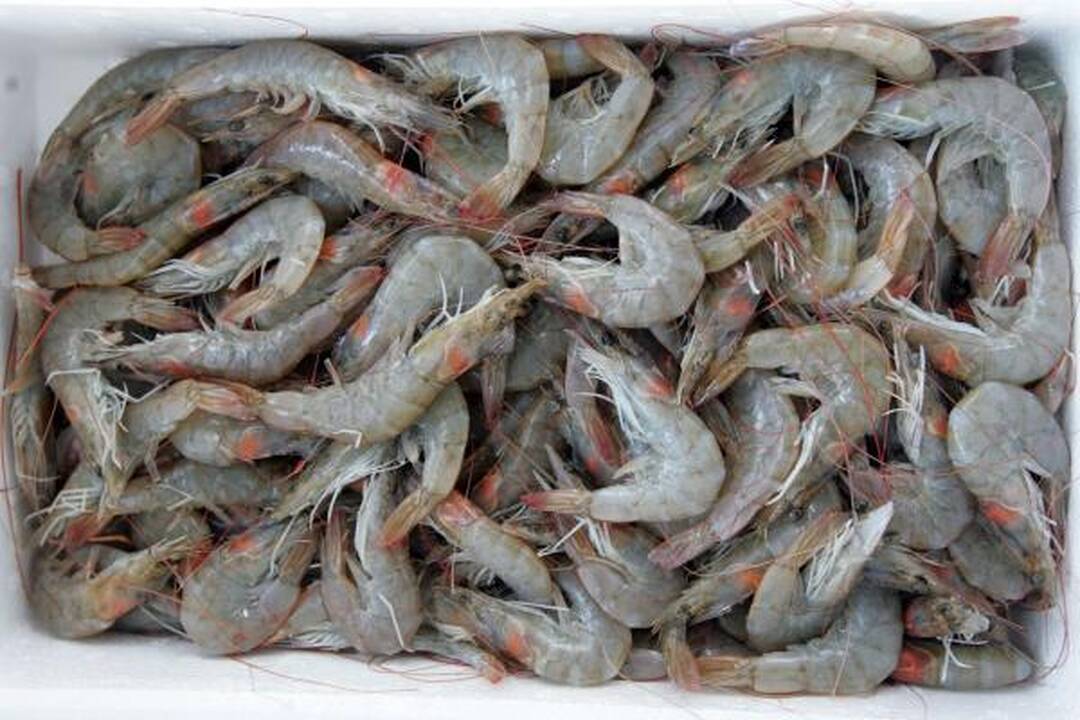 Turguje – dešimtys lietuviškos ir egzotiškos žuvies rūšių 