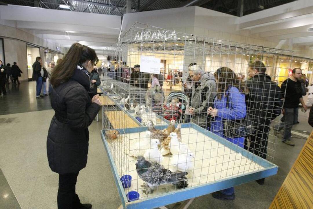 Klaipėdoje surengta dekoratyvinių balandžių paroda