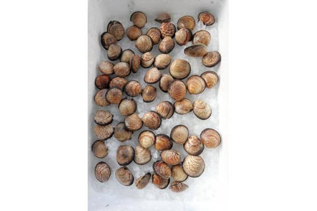 Turguje – dešimtys lietuviškos ir egzotiškos žuvies rūšių 