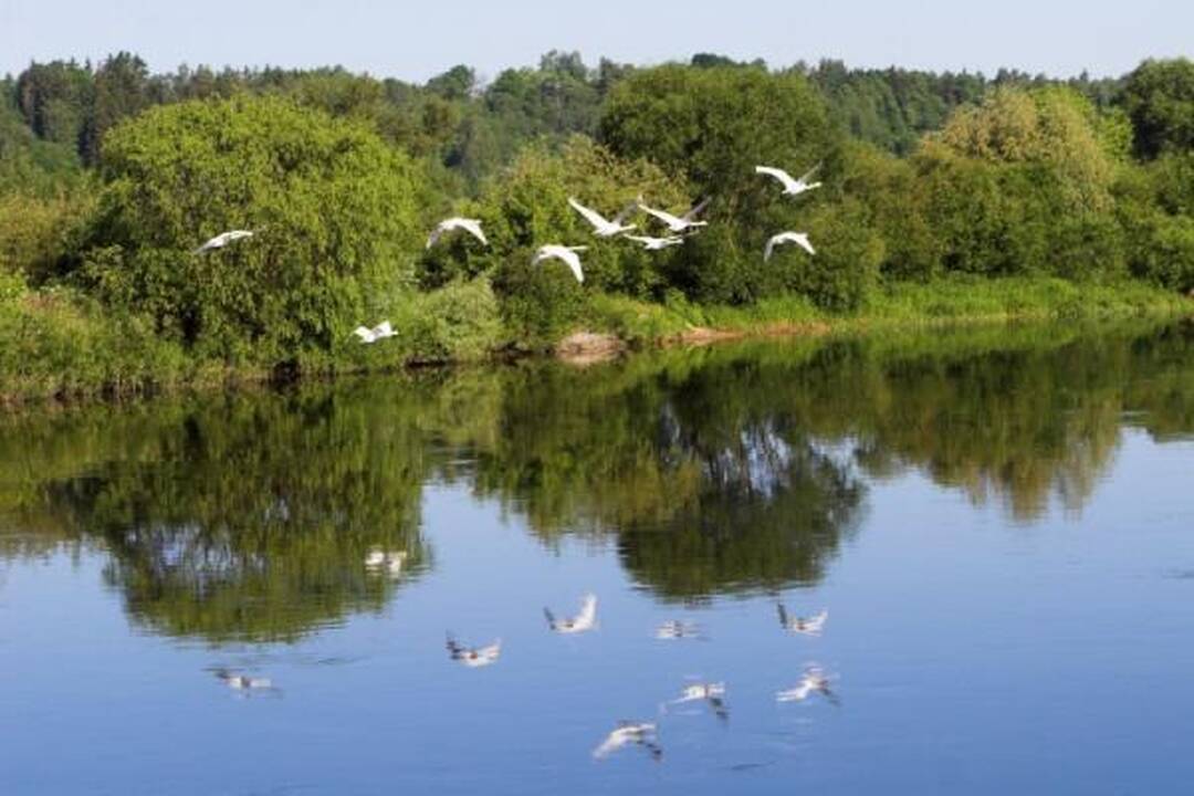 Maršrutu Kaunas-Nida planuojami reguliarūs reisai laivu