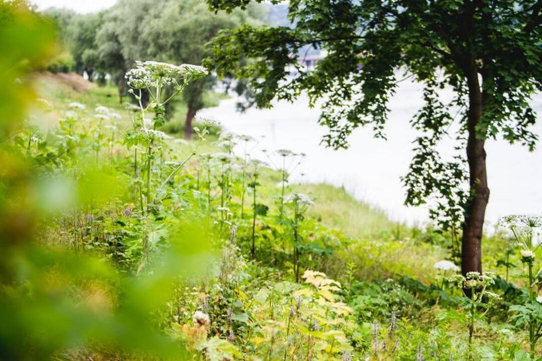 Sosnovskio barščių naikinimui – dukart daugiau pinigų