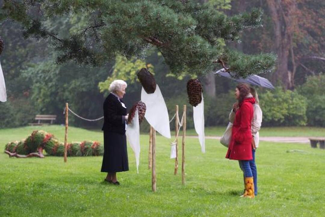 Palangos parke – pušų paieškos