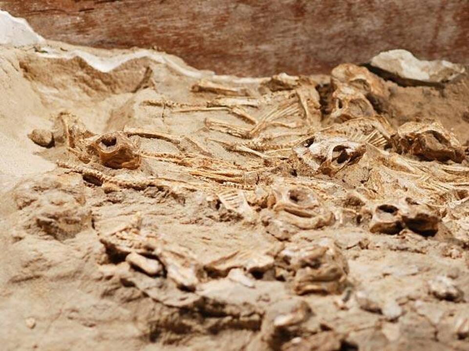 PAR aptikta seniausia dinozaurų lizdavietė