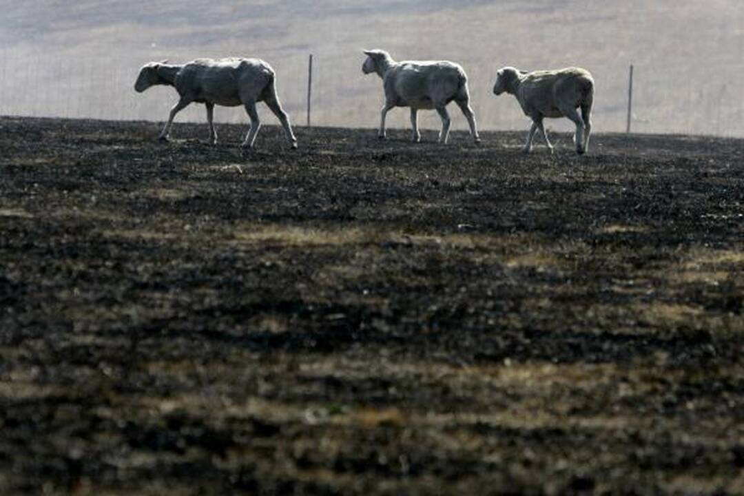Gaisrų aukų Australijoje gali būti daugiau nei 200