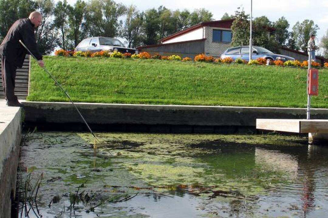 Šilutės uostas pilnas žuvų gaišenų