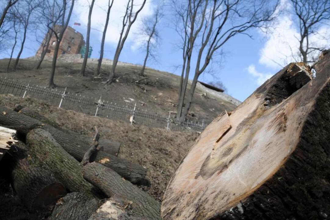 Ant Gedimino kalno darbuojasi medkirčiai