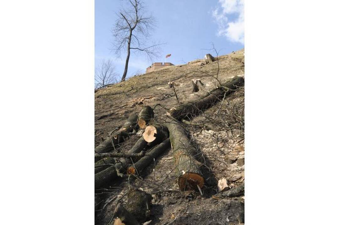 Ant Gedimino kalno darbuojasi medkirčiai
