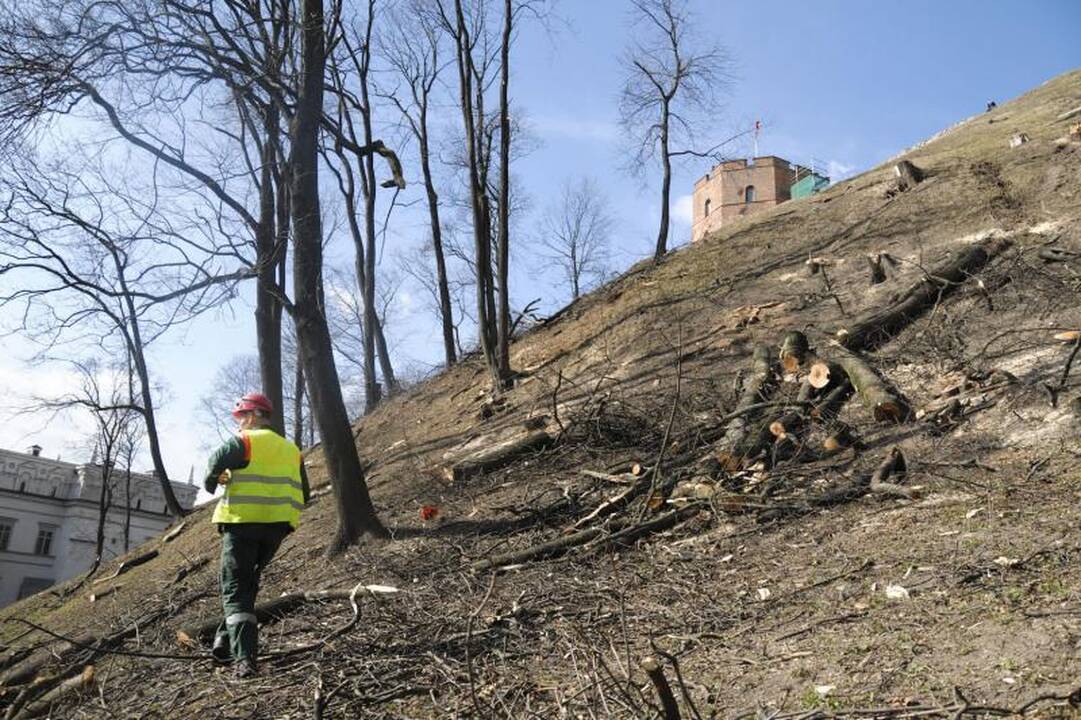 Ant Gedimino kalno darbuojasi medkirčiai