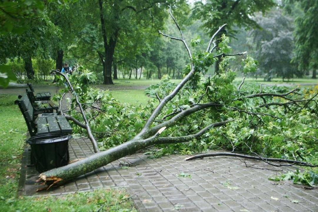 Ugniagesiai gavo per 30 iškvietimų šalinti nulūžusius medžius