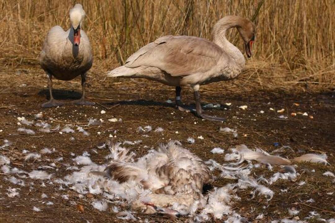 Vietoj reabilitacijos gulbės pateko į skerdyklą