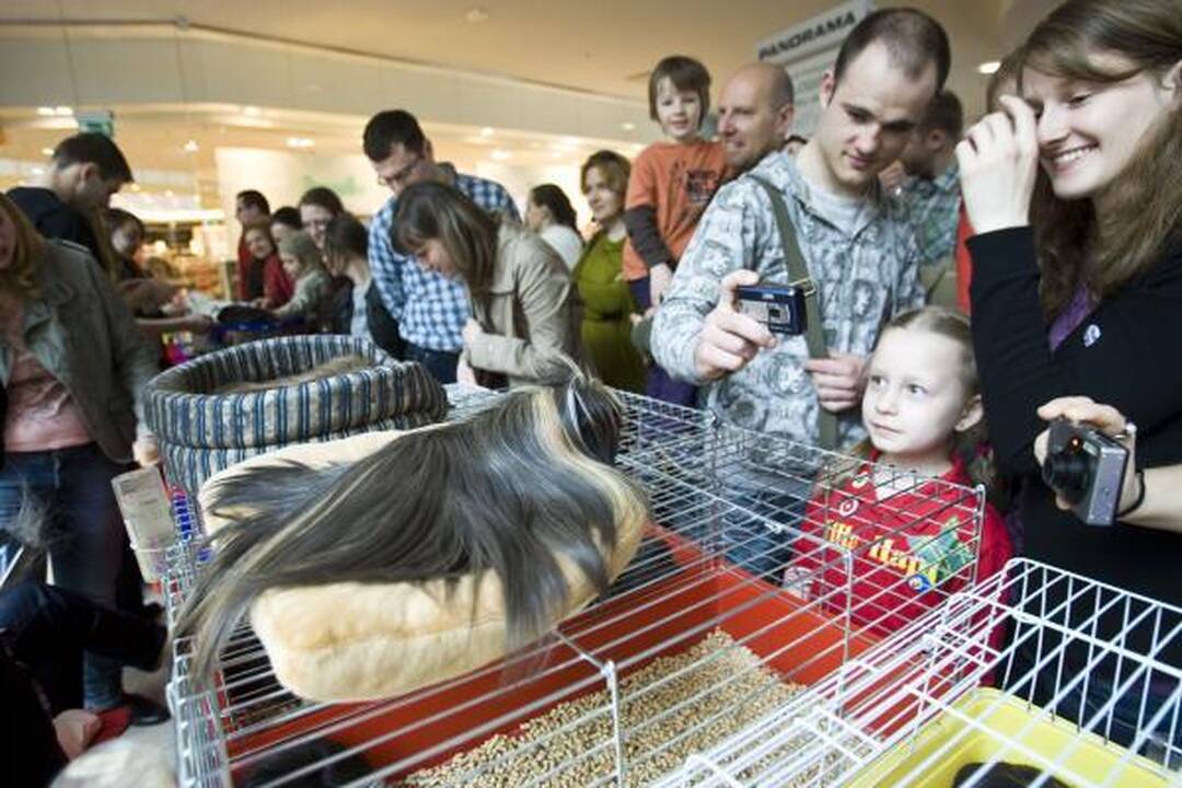 Vilniuje – kilmingų dekoratyvinių graužikų paroda 