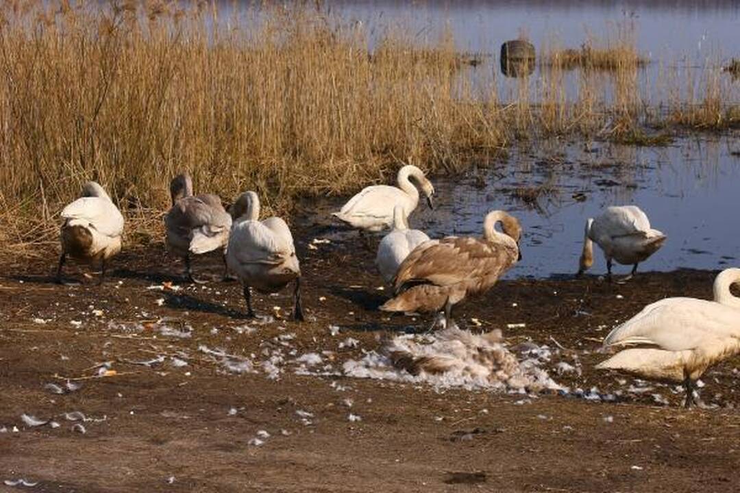 Vietoj reabilitacijos gulbės pateko į skerdyklą
