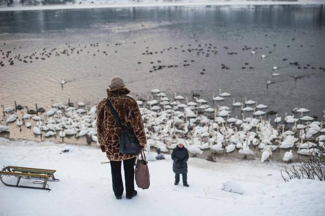 Išbadėjusios gulbės tapo piktavalių taikiniu