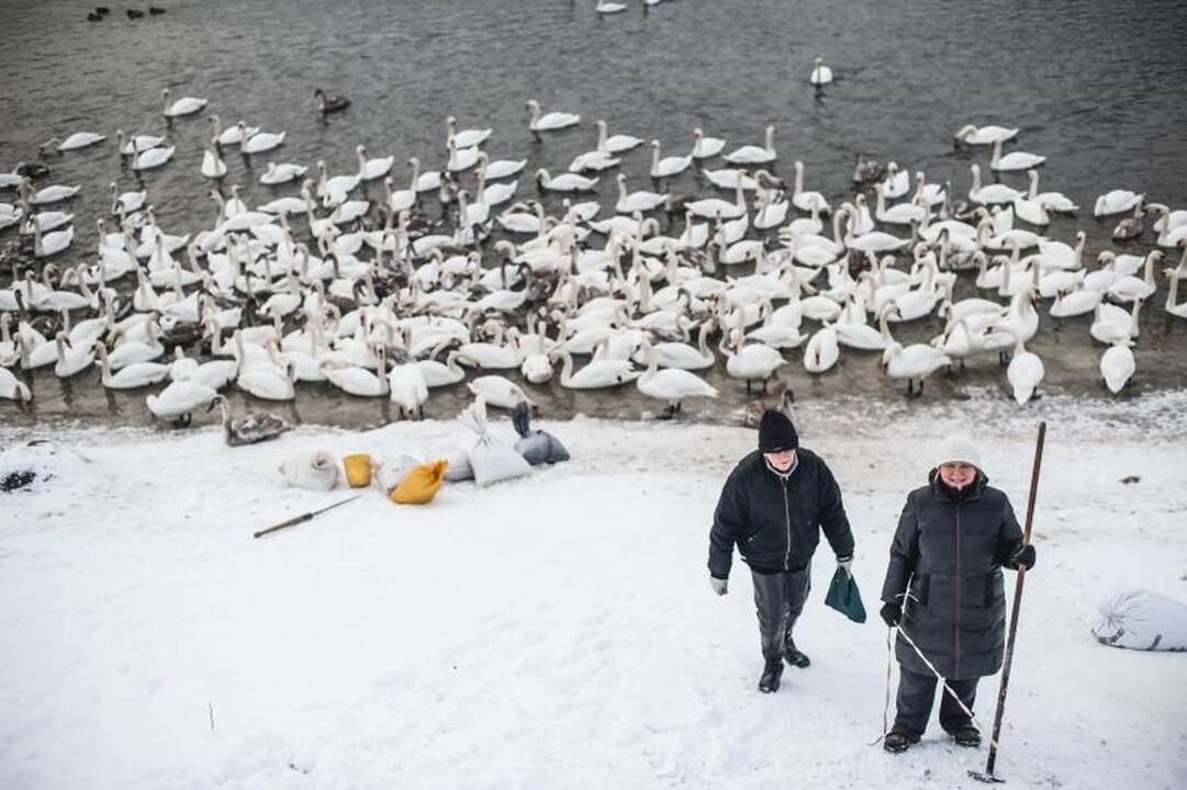 Išbadėjusios gulbės tapo piktavalių taikiniu