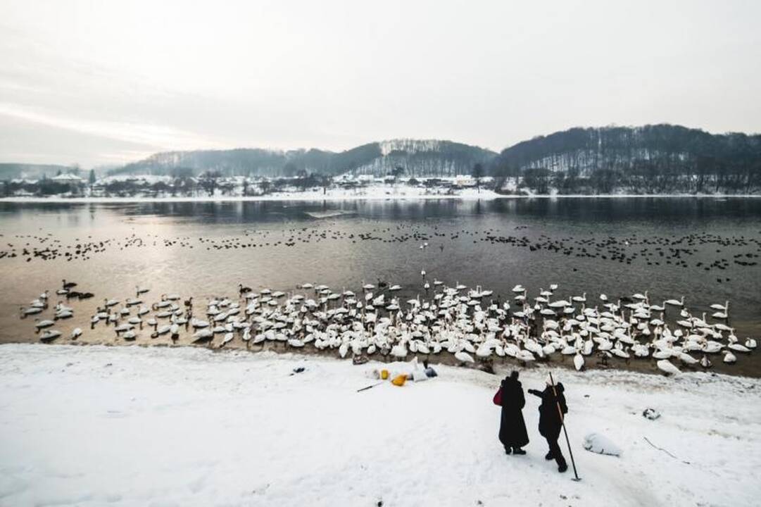 Išbadėjusios gulbės tapo piktavalių taikiniu