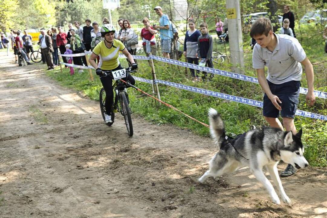 Jadagonių girios takais šuoliavo šunų kinkiniai 