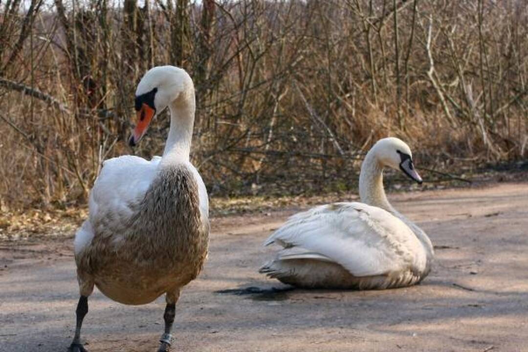 Vietoj reabilitacijos gulbės pateko į skerdyklą