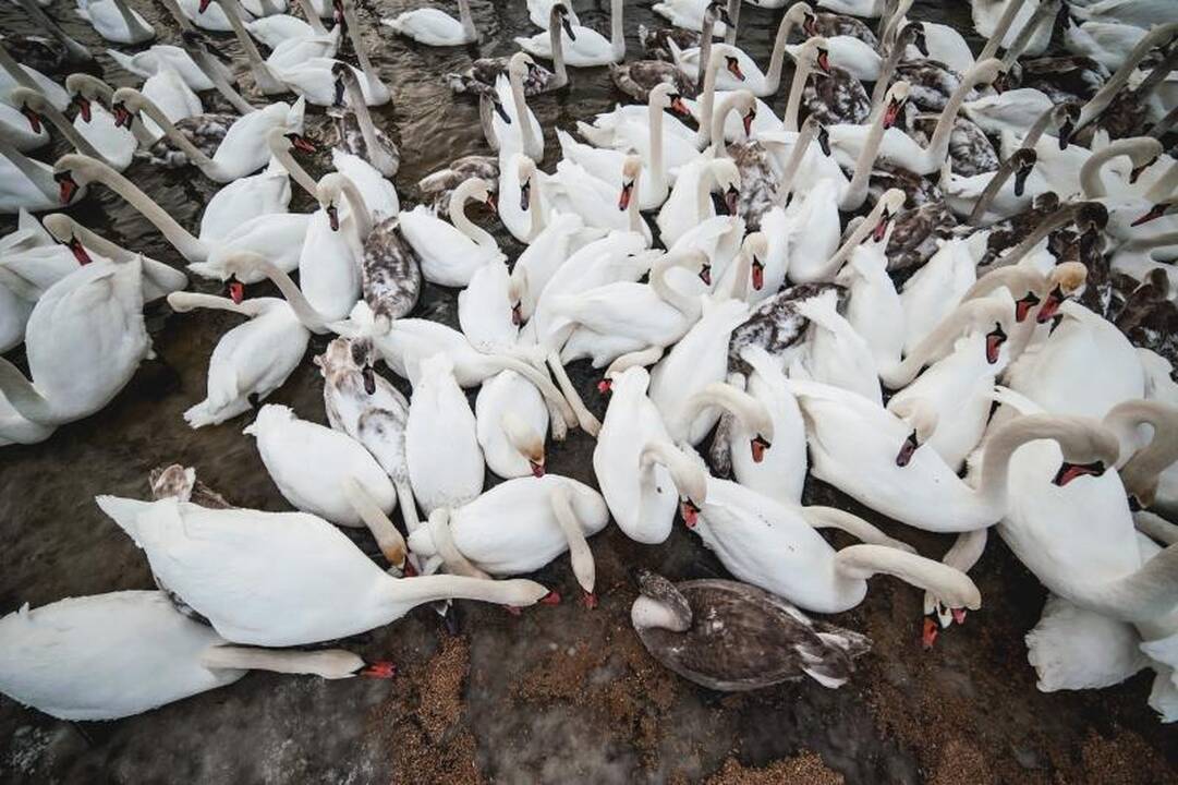 Išbadėjusios gulbės tapo piktavalių taikiniu