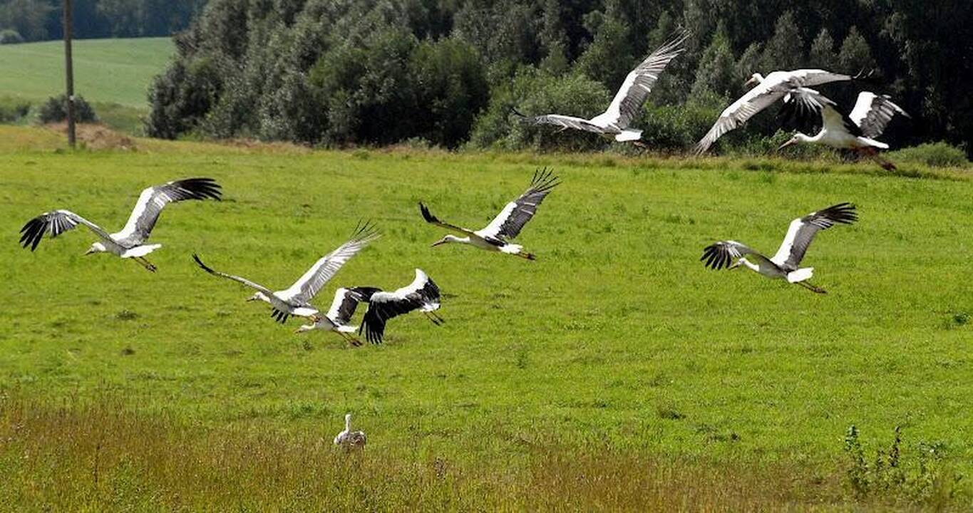 V.Šustausko mitingas praėjo be incidentų (atnaujinta 13.10 val.)