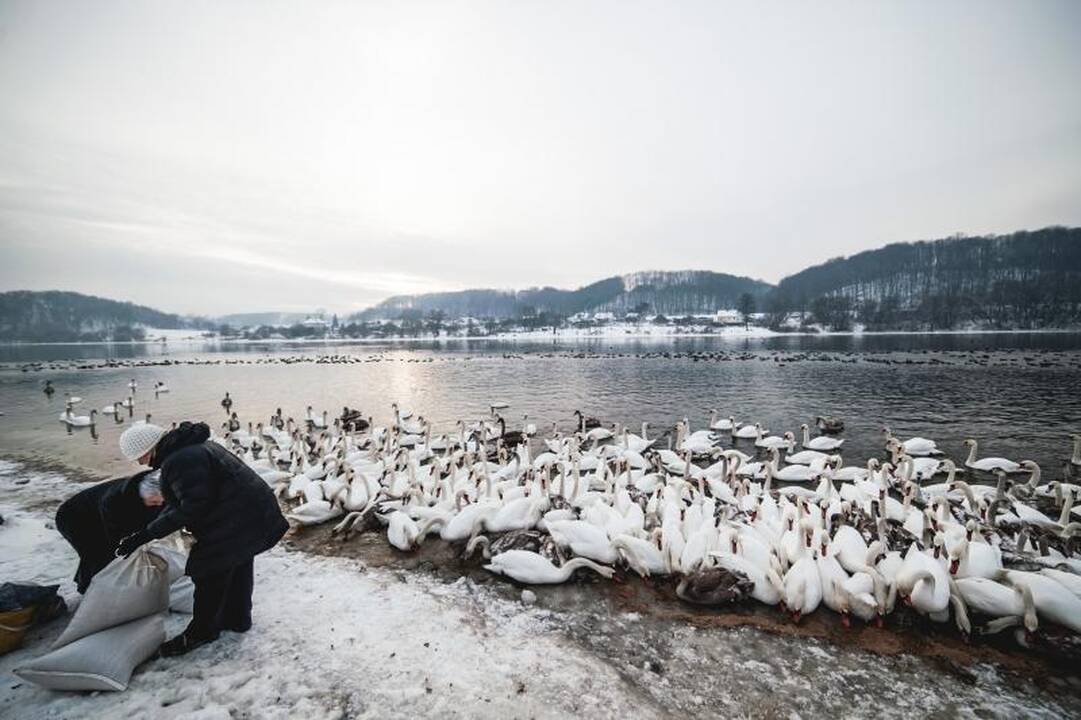 Išbadėjusios gulbės tapo piktavalių taikiniu