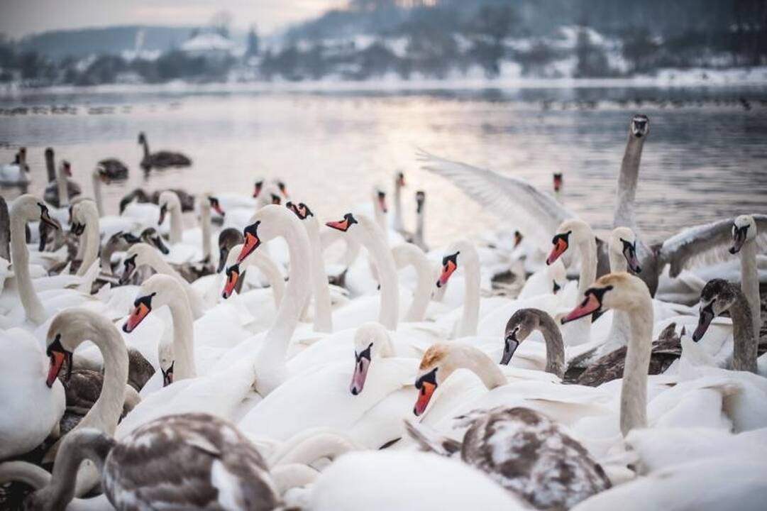 Išbadėjusios gulbės tapo piktavalių taikiniu