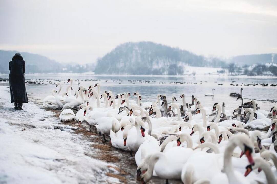 Išbadėjusios gulbės tapo piktavalių taikiniu