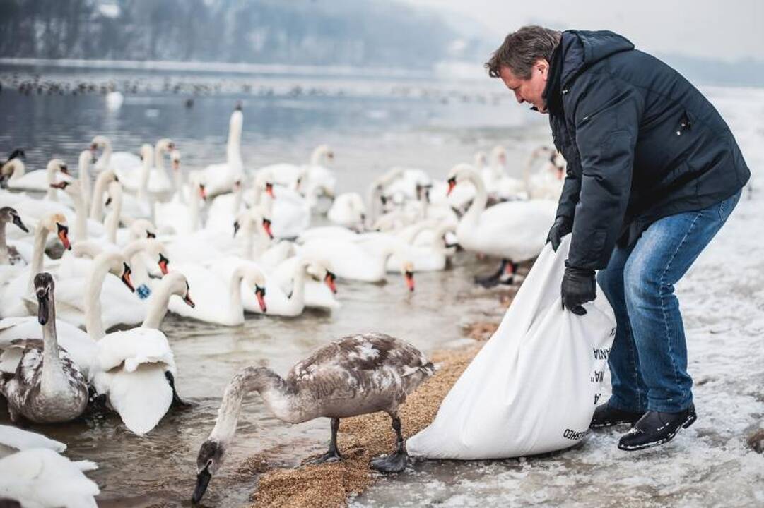 Išbadėjusios gulbės tapo piktavalių taikiniu
