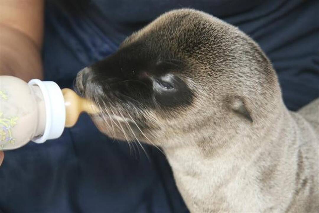 Jūrų muziejuje padaugėjo Kalifornijos jūrų liūtų