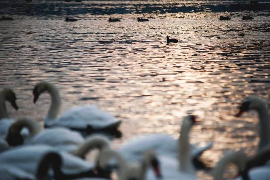 Išbadėjusios gulbės tapo piktavalių taikiniu