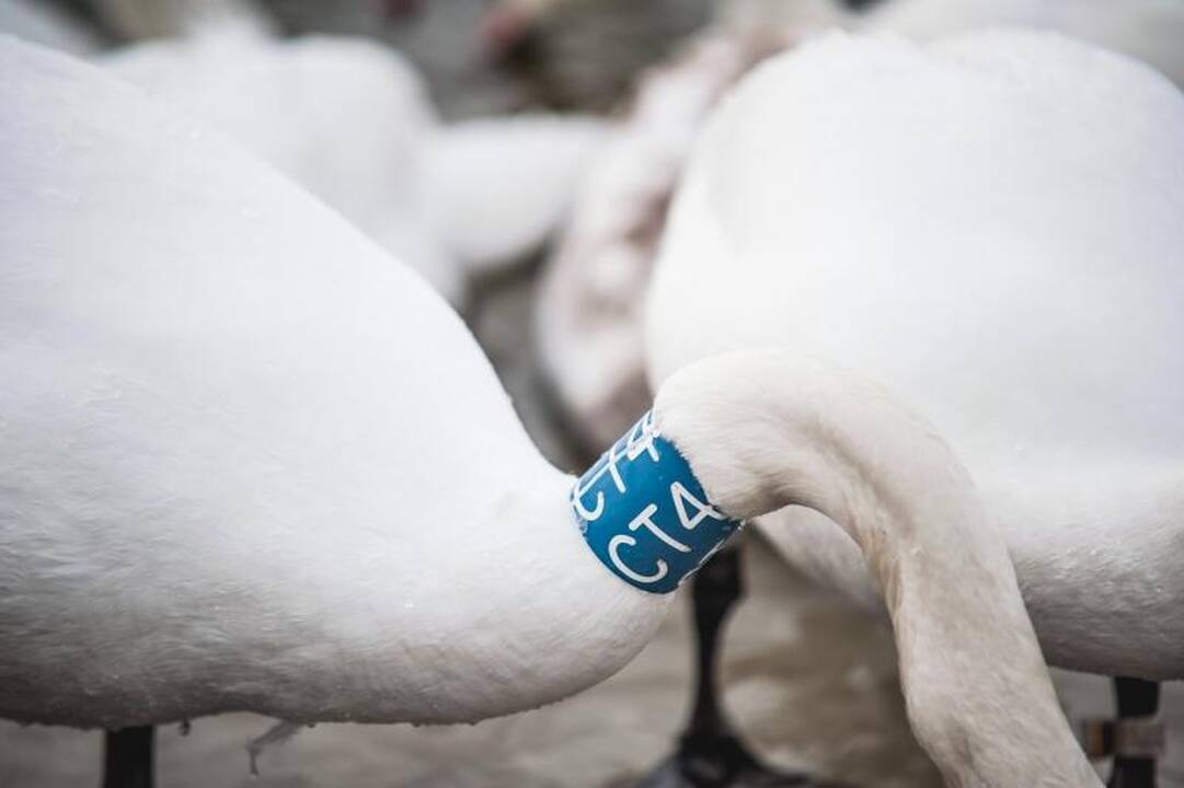 Išbadėjusios gulbės tapo piktavalių taikiniu