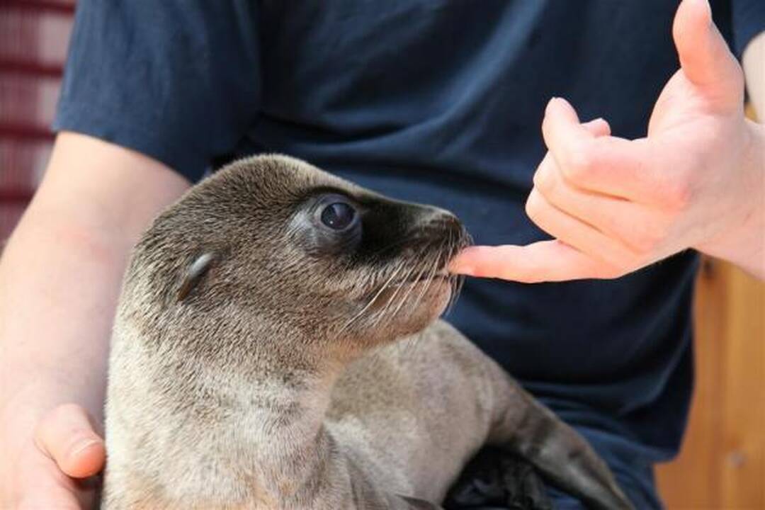 Jūrų muziejuje padaugėjo Kalifornijos jūrų liūtų
