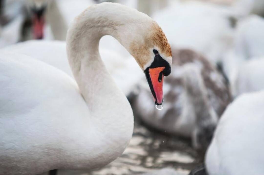 Išbadėjusios gulbės tapo piktavalių taikiniu