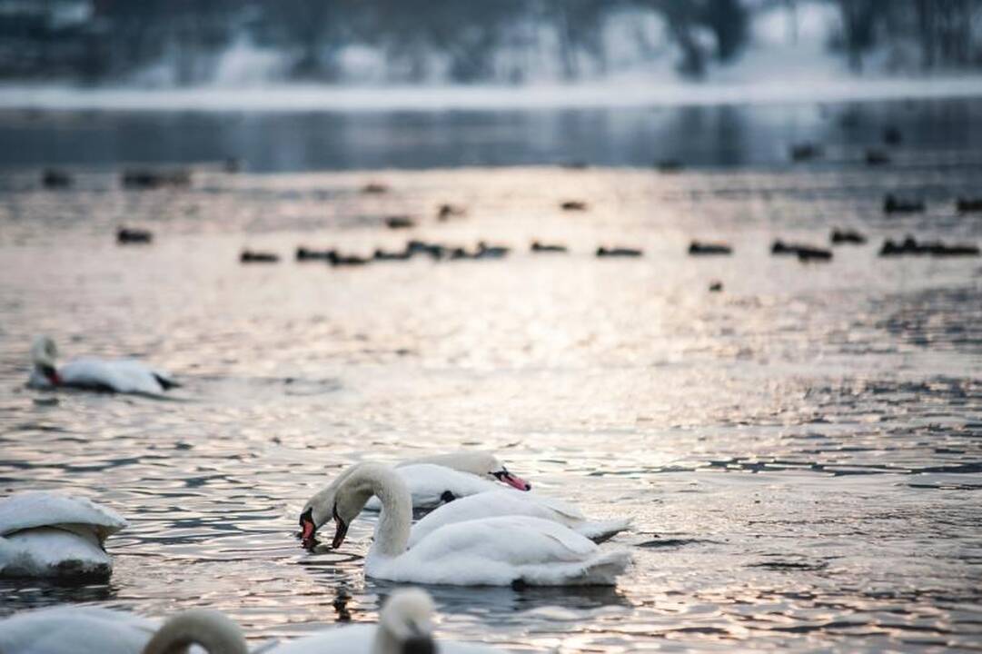 Išbadėjusios gulbės tapo piktavalių taikiniu