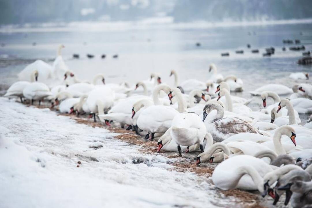 Išbadėjusios gulbės tapo piktavalių taikiniu
