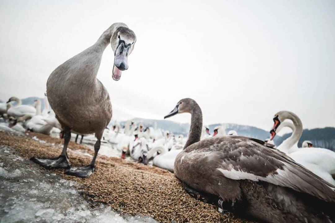Išbadėjusios gulbės tapo piktavalių taikiniu