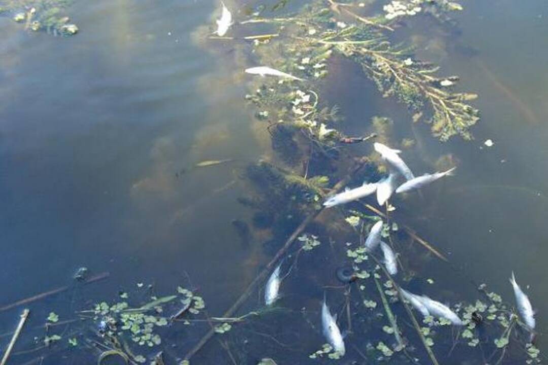Šyšos upėje vėl gaišta žuvys	  