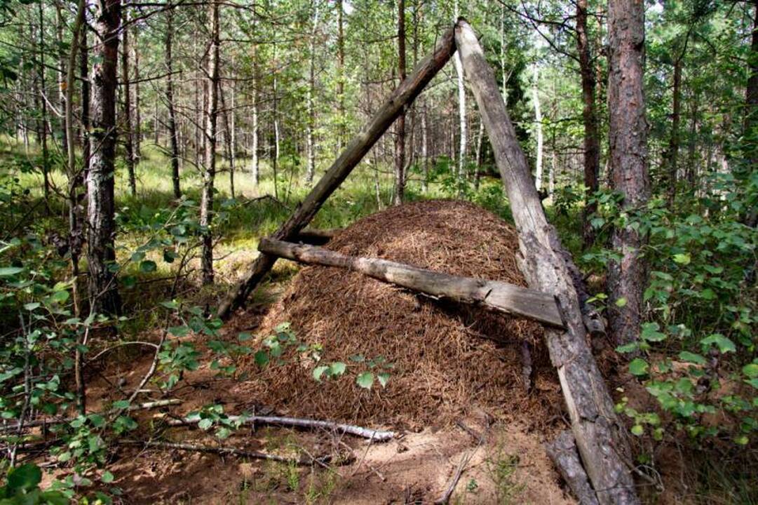 Kelionė laiku po Neries regioninį parką 