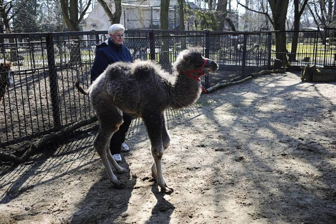 Šventė Raudondvaryje – nuo obuolio iki bebro uodegos