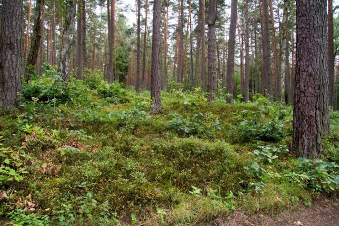 Kelionė laiku po Neries regioninį parką 