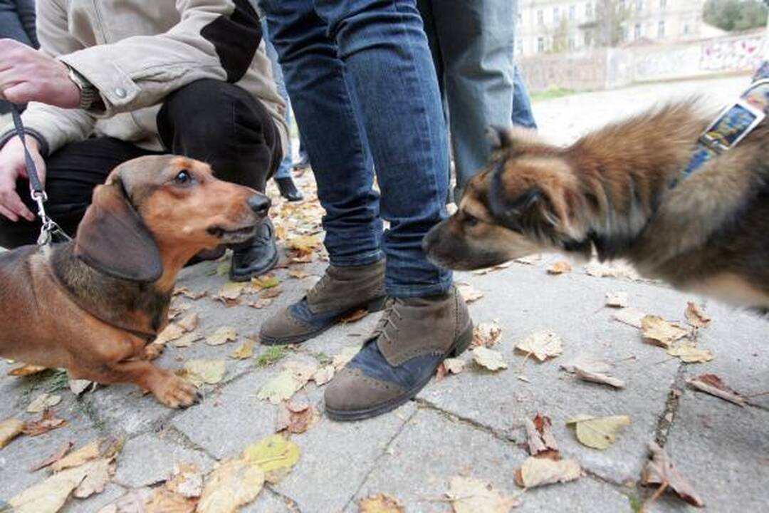 Vilniuje buvo šventinami naminiai gyvūnai