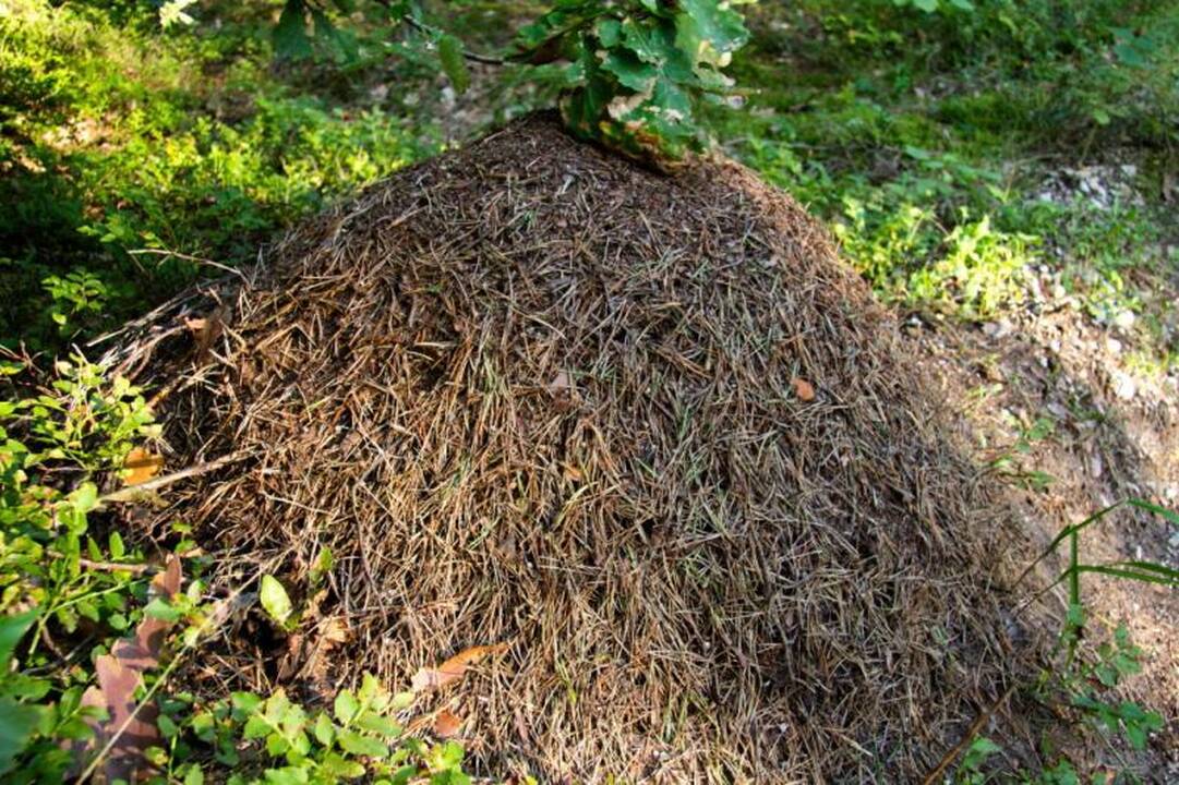 Kelionė laiku po Neries regioninį parką 