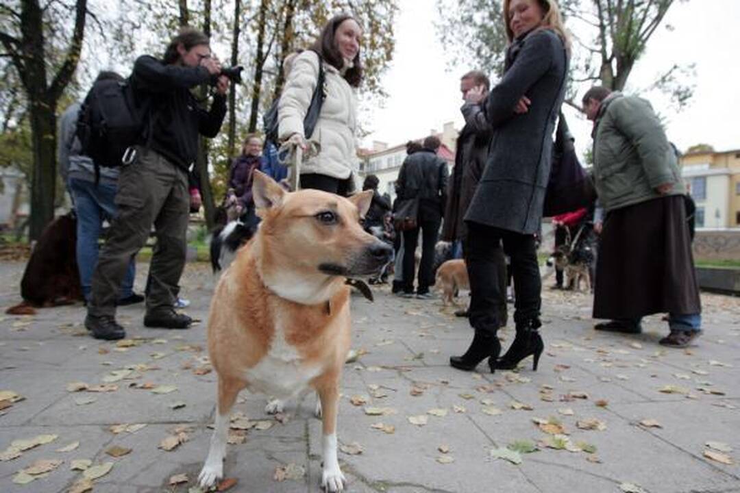 Vilniuje buvo šventinami naminiai gyvūnai