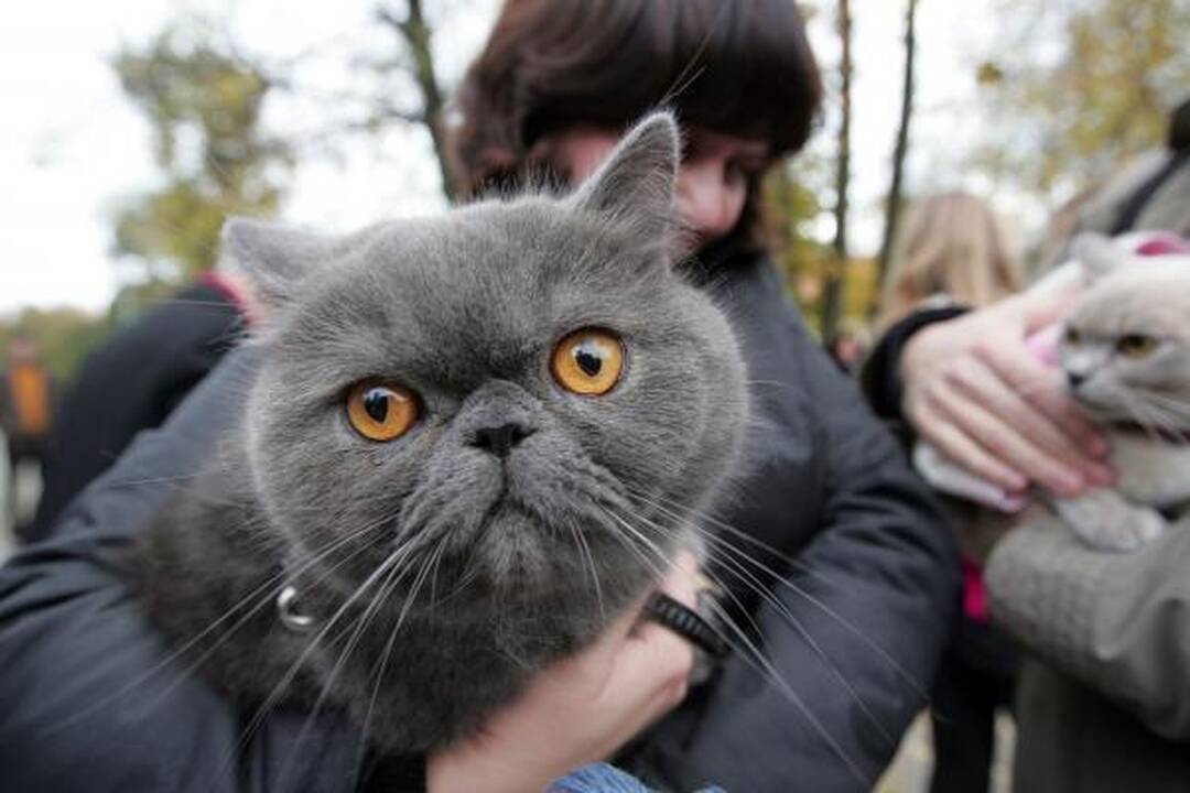 Vilniuje buvo šventinami naminiai gyvūnai