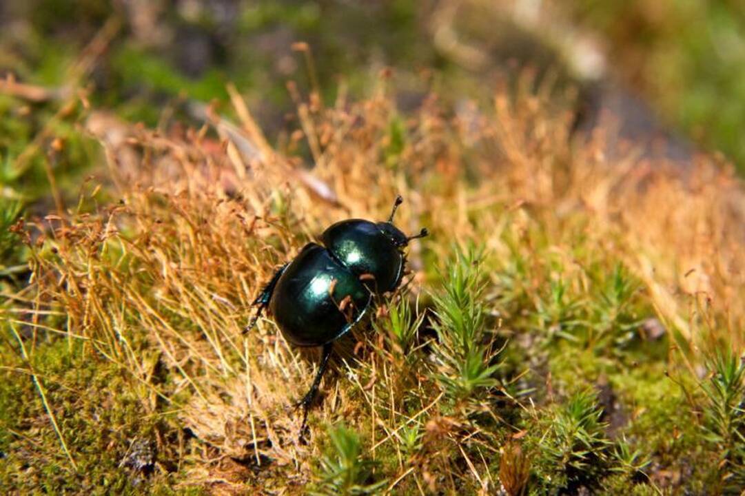 Kelionė laiku po Neries regioninį parką 