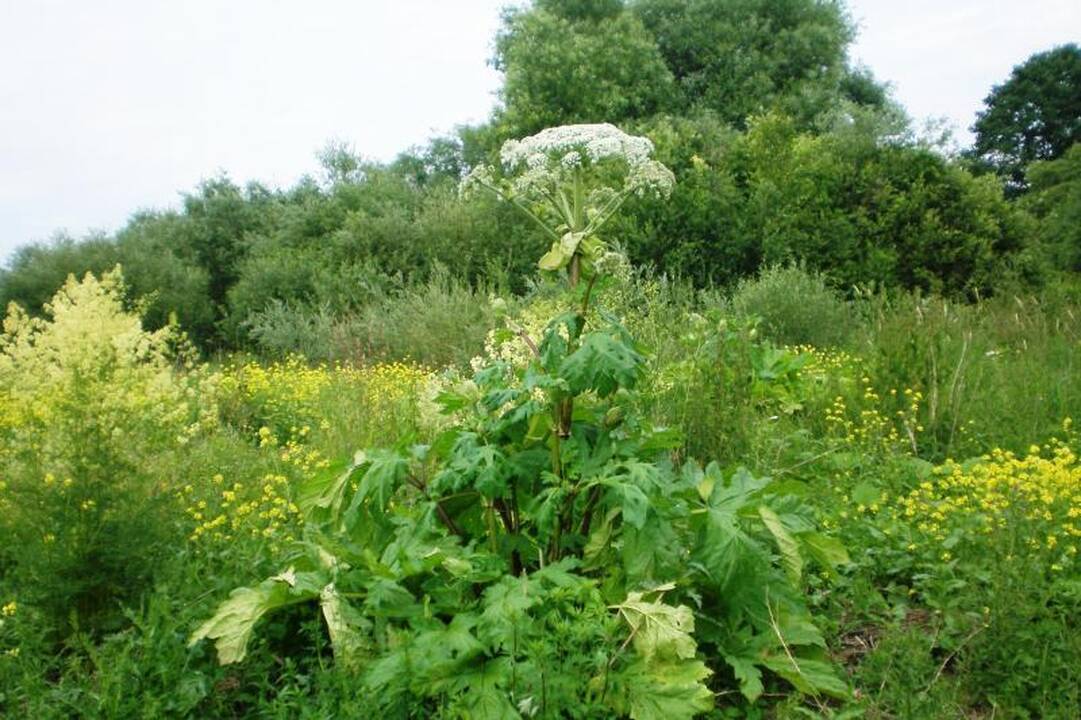 Kuršių nerijoje - panika dėl šventagaršvės