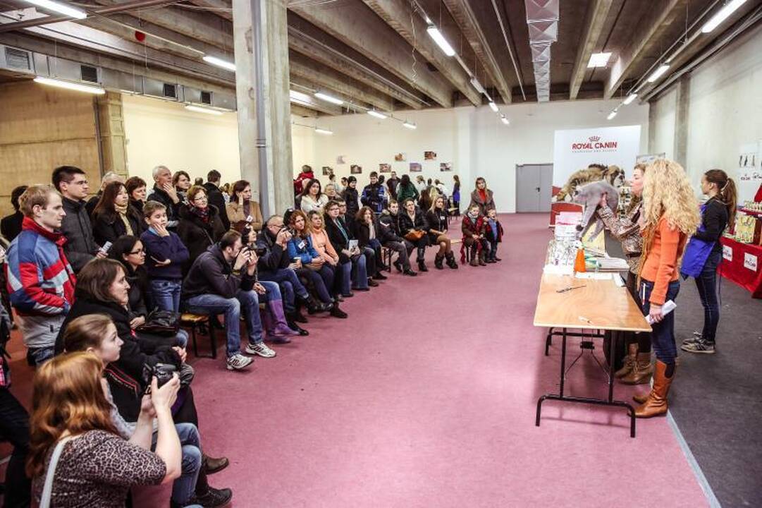 „Megoje“ miauksėjo katės, kurioms neatsispiria net vyrai