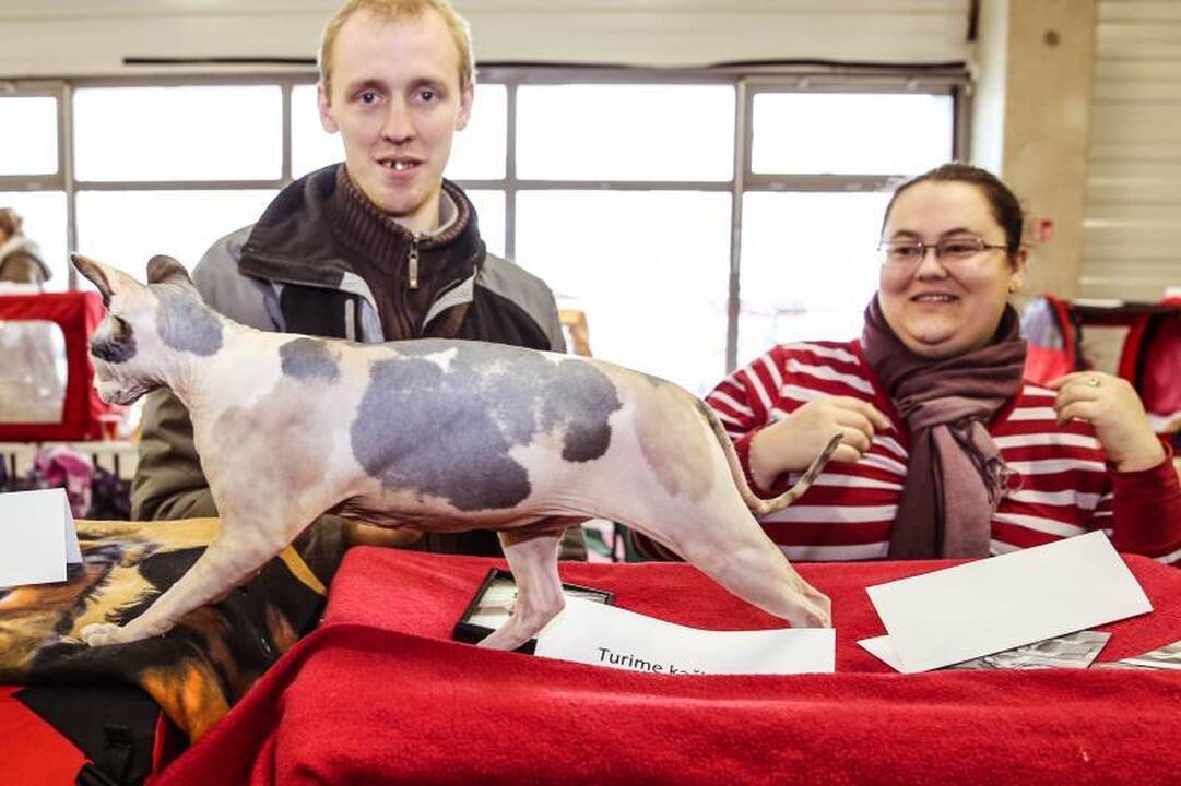 „Megoje“ miauksėjo katės, kurioms neatsispiria net vyrai