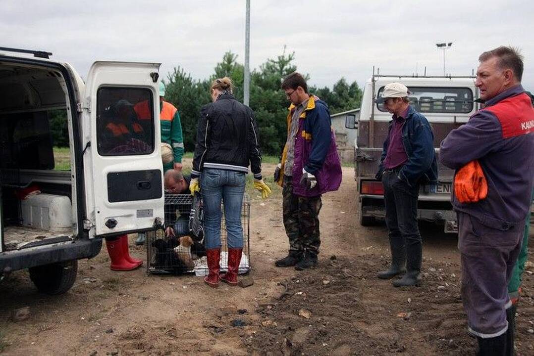 Gyvūnų globėjams šuniukus tenka gelbėti ir iš sąvartyno