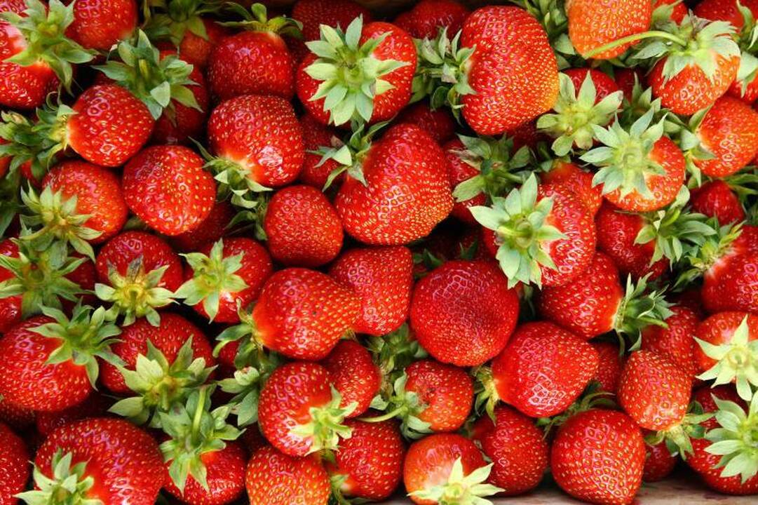Turguje pakvipo lietuviškomis braškėmis: po 24 litus už kilogramą